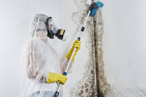 Why You Should Choose Our Mold Remediation Services in Yermo, CA